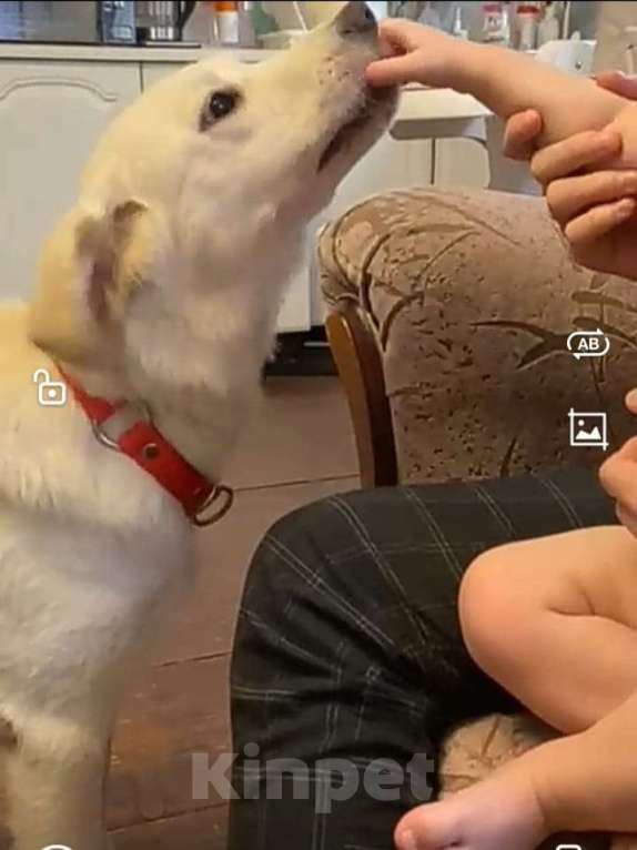 Собаки в других городах Московской области: Дэми якутенок Девочка, Бесплатно - фото 2