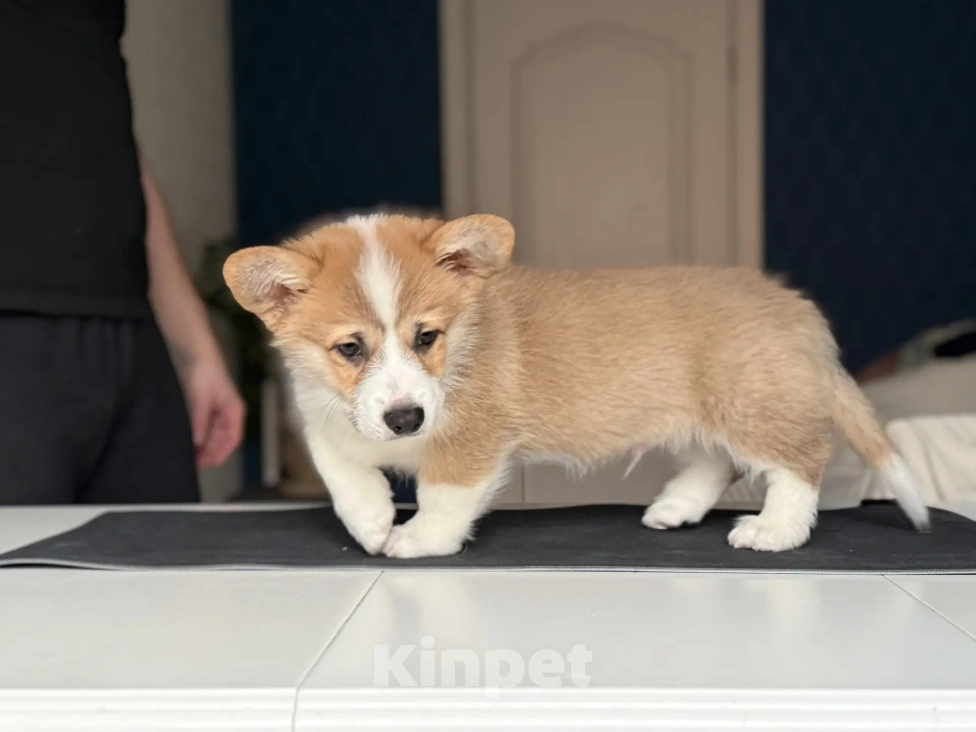 Собаки в Краснодаре: Щенок Вельш-Корги пемброк Мальчик, 45 000 руб. - фото 5