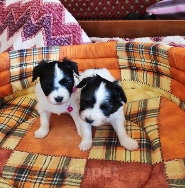 Собаки в Севастополе: Папильон- бабочка Мальчик, 40 000 руб. - фото 1