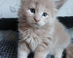 Кошки в Новосибирске: Котята мейн-кун Мальчик, 10 000 руб. - фото 1