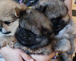 Собаки в Москве: Щеночки медвежатки🐻 2 девочки и мальчик Девочка, 40 000 руб. - фото 2