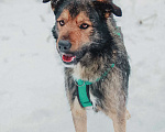 Собаки в Москве: Тимбо – ласковый, человекоориентированный пёс с активной жизненной позицией. Мальчик, Бесплатно - фото 2