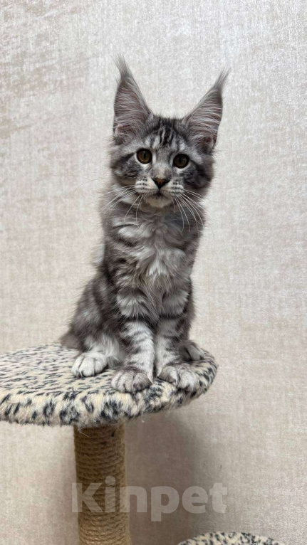 Кошки в Москве: C.C Catch  Девочка, 65 000 руб. - фото 1