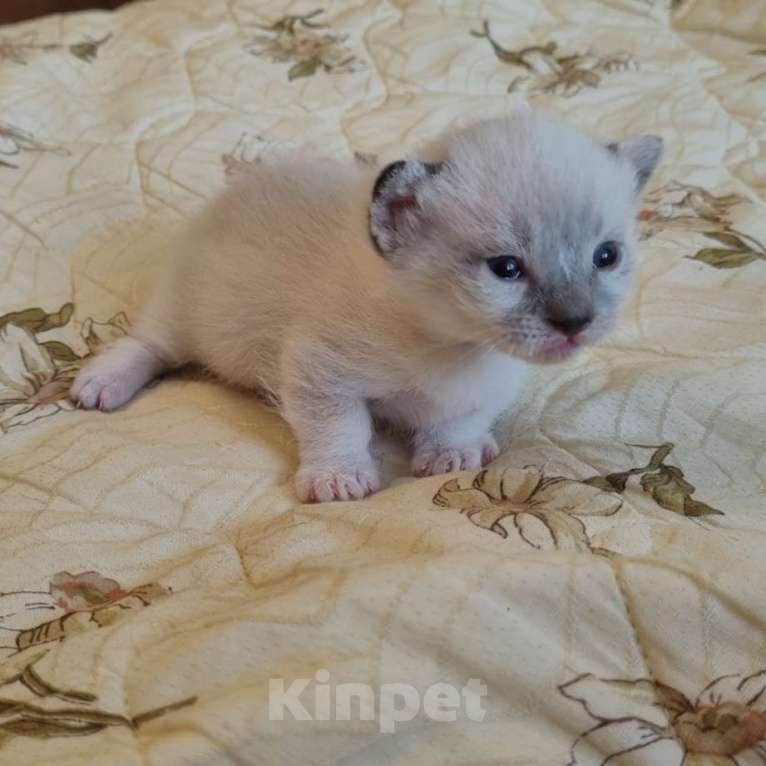 Кошки в Перми: Манчкин котёнок Мальчик, 30 000 руб. - фото 1
