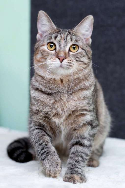 Кошки в Москве: Серая полосатая ласковая котёнок Тея в дар Девочка, 1 руб. - фото 5