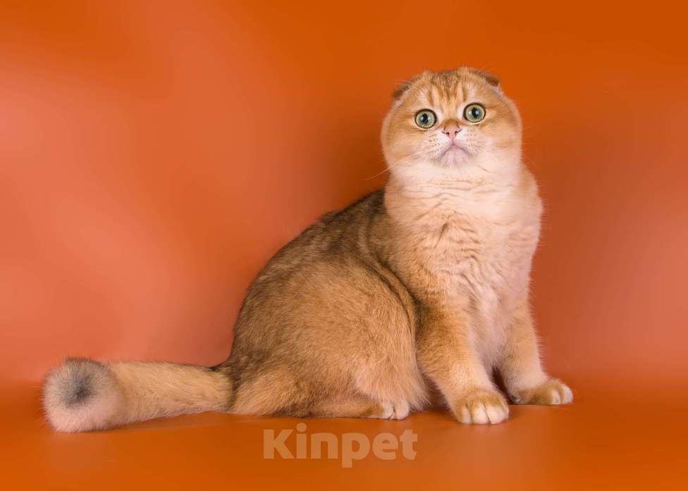 Кошки в Санкт-Петербурге: Шотландский кот Мальчик, 50 000 руб. - фото 1