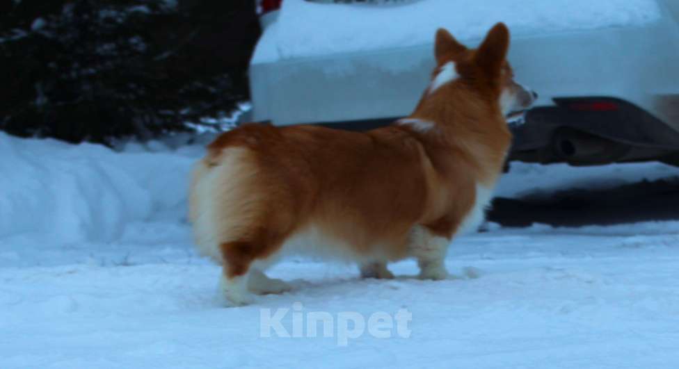 Собаки в Подольске: щенки вельш корги пемброк Девочка, 35 000 руб. - фото 3