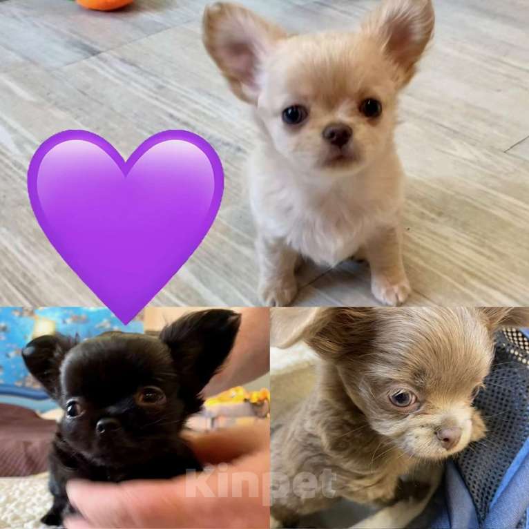Собаки в других городах Свердловской области: Чихуахуа д/ш Мальчик, Бесплатно - фото 3