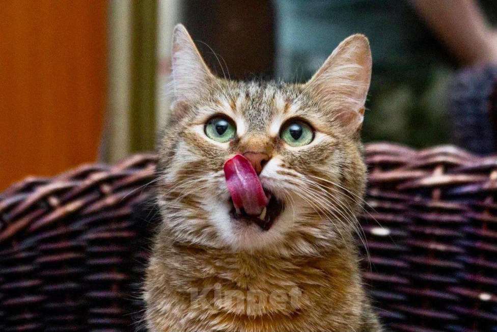 Кошки в Москве: Полосатая кошечка Карамелька в добрые руки Девочка, Бесплатно - фото 2