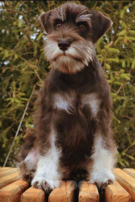 Собаки в Москве: Шоколадный щенок цвергшнауцер Девочка, Бесплатно - фото 1
