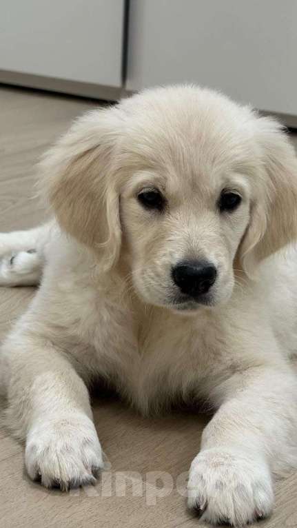 Собаки в Ярославле: Щенок Золотистого Ретривера Девочка, 90 000 руб. - фото 1