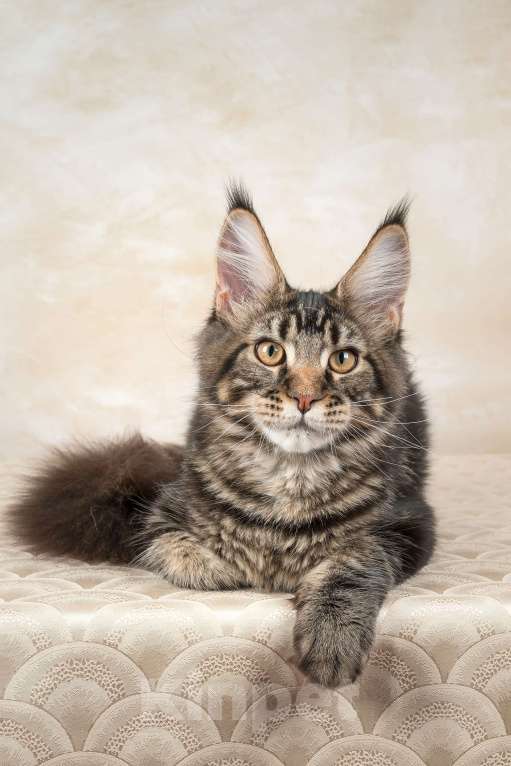 Кошки в Озерске: Котёнок мейн-кун Орк Мальчик, 45 000 руб. - фото 2