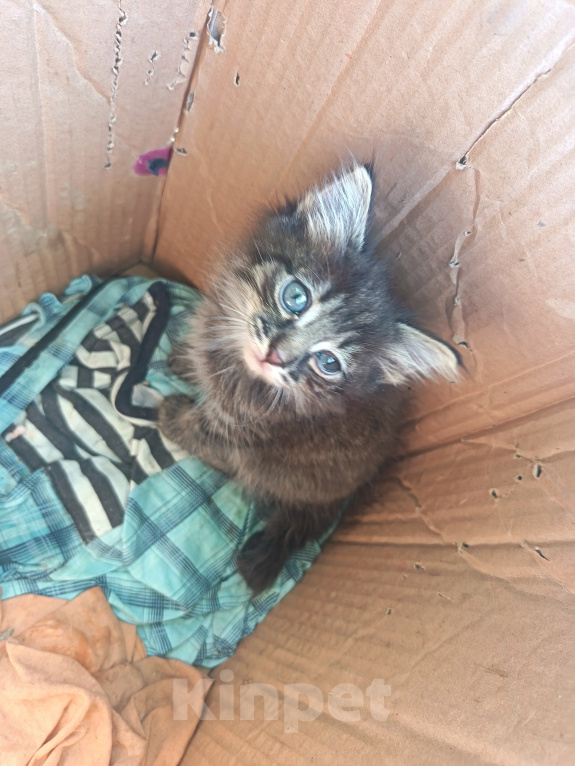 Кошки в Чите: Котëнок в добрые руки бесплатно Девочка, Бесплатно - фото 1