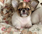 Собаки в Краснодаре: Щенок чихуахуа  Мальчик, 50 000 руб. - фото 3