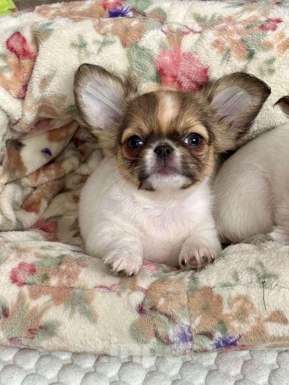 Собаки в Краснодаре: Щенок чихуахуа  Мальчик, 50 000 руб. - фото 3