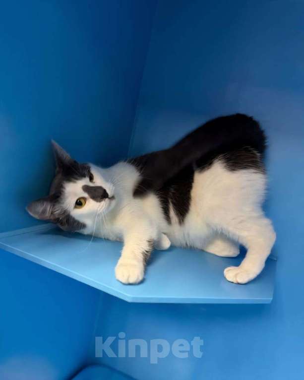 Кошки в Москве: Кошка-молочко готова плавно стекать в Ваши объятия 🤍 Девочка, Бесплатно - фото 3