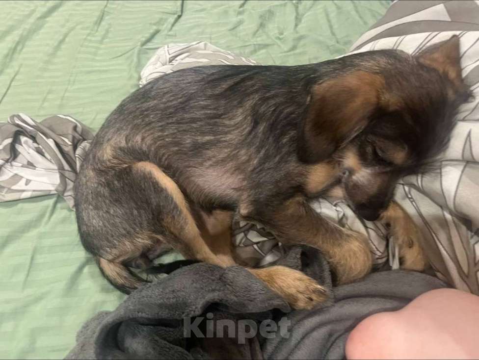 Собаки в Москве: Щенок в добрые руки  Девочка, Бесплатно - фото 1