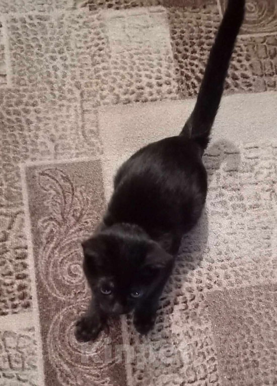 Кошки в Прокопьевске: Отдам в добрые руки Мальчик, Бесплатно - фото 2