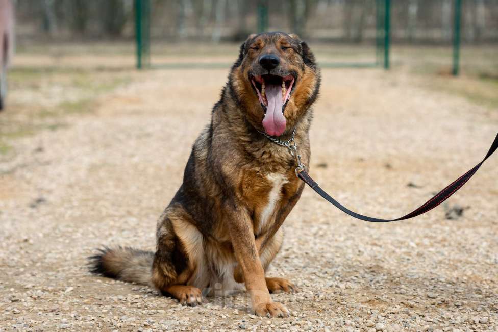 Собаки в Москве: Валик Мальчик, Бесплатно - фото 5