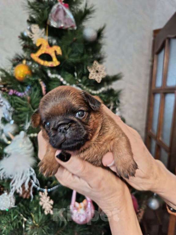 Собаки в Пскове: Щенок пти брабансон Девочка, Бесплатно - фото 3