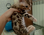 Кошки в других городах Московской области: Бенгальская девочка. Бронь до воскресенья Девочка, 20 000 руб. - фото 5