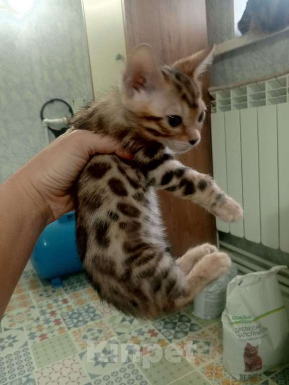 Кошки в других городах Московской области: Бенгальская девочка. Бронь до воскресенья Девочка, 20 000 руб. - фото 5