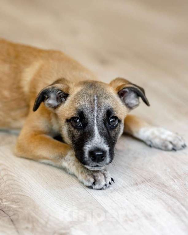 Кошки в Москве: Комочек ласки и нежности Лизи ищет дом. Девочка, Бесплатно - фото 9