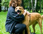 Собаки в Москве: Вене нужен дом Мальчик, 1 руб. - фото 4