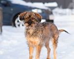 Собаки в Санкт-Петербурге: Редкой внешности собачка ищет дом Девочка, Бесплатно - фото 8