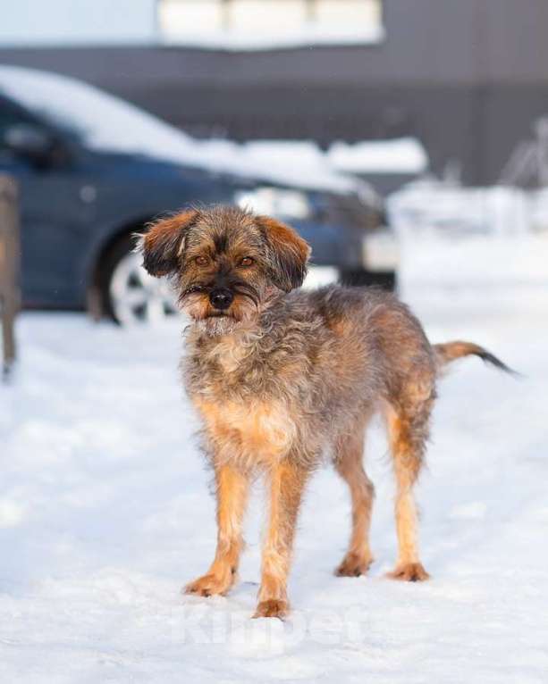 Собаки в Санкт-Петербурге: Редкой внешности собачка ищет дом Девочка, Бесплатно - фото 8