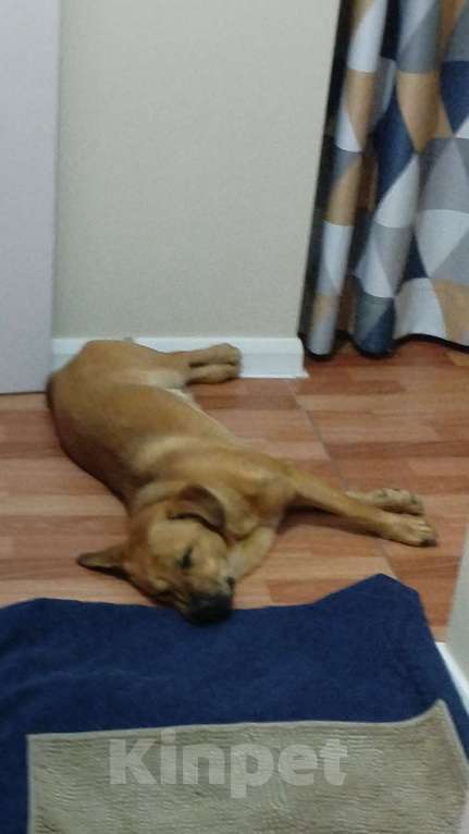 Собаки в Красноярске: Найден пёс, возраст около года Мальчик, Бесплатно - фото 2