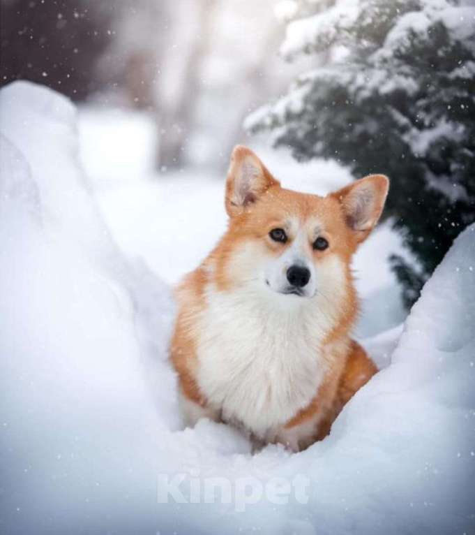 Собаки в Мурманске: Великолепный щенок  вельш корги пемброк  Девочка, Бесплатно - фото 3