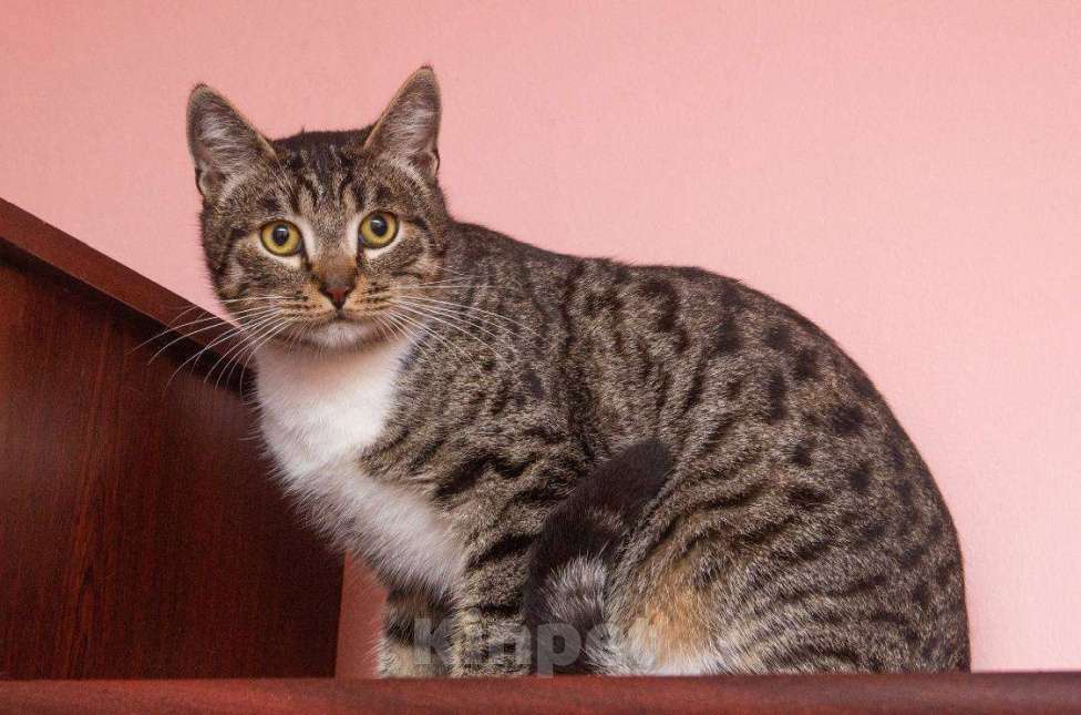 Кошки в Москве: Котик в добрые руки  Мальчик, Бесплатно - фото 2