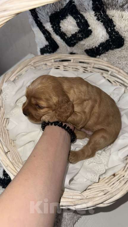 Собаки в Оренбурге: Мальчик - самый темный  Мальчик, 25 000 руб. - фото 2