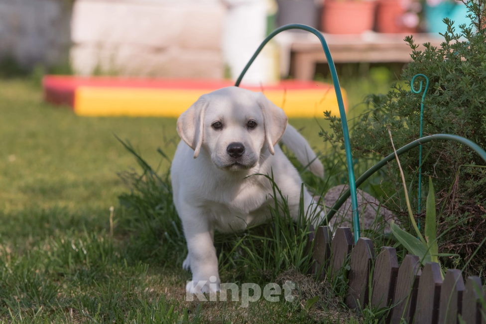 Собаки в Твери: Продажа щенков лабрадора ретривера. Девочка, 85 000 руб. - фото 3