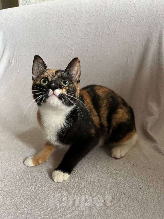 Кошки в Москве: котенок Милли ищет дом Девочка, Бесплатно - фото 1