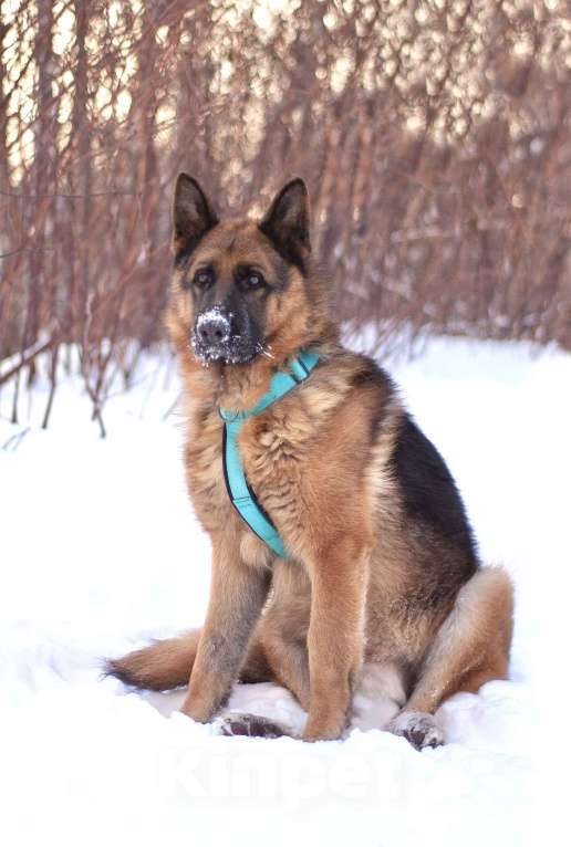 Собаки в Москве: Чезар готов стать самым верным, только бы нашлась для него семья Мальчик, Бесплатно - фото 4