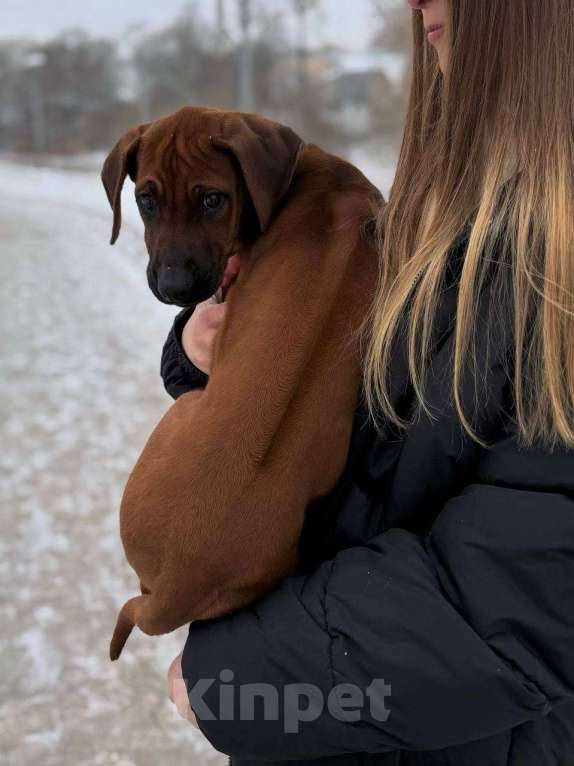 Собаки в других городах Московской области: Малышка Единственная в помете  Девочка, 110 000 руб. - фото 2