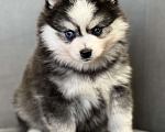 Собаки в Санкт-Петербурге: Шикарный мальчик помски  Мальчик, Бесплатно - фото 3