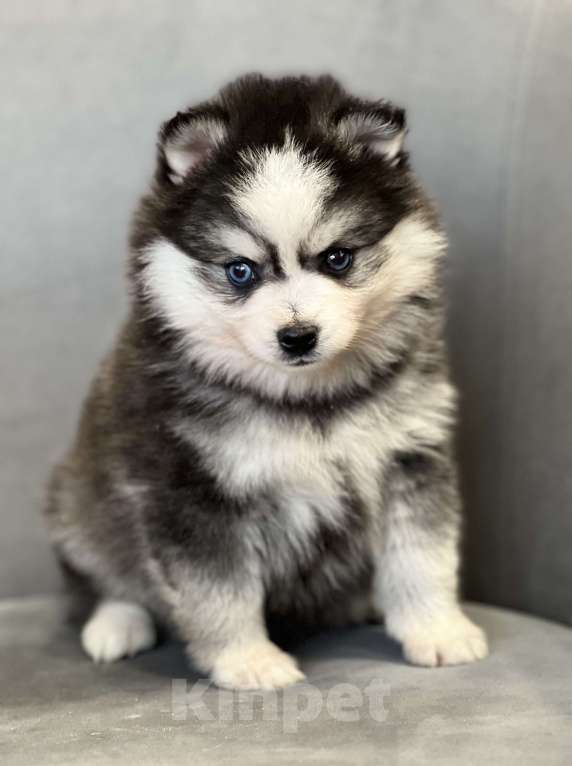 Собаки в Санкт-Петербурге: Шикарный мальчик помски  Мальчик, Бесплатно - фото 3