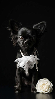 Щенок Чихуахуа