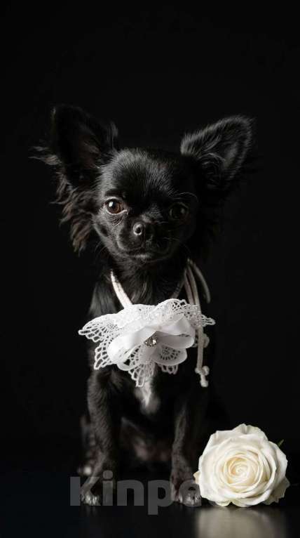 Собаки в Новосибирске: Щенок Чихуахуа Девочка, 85 000 руб. - фото 1