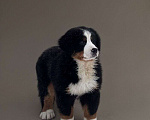 Собаки в Екатеринбурге: Бернский зенненхунд Мальчик, 60 000 руб. - фото 2
