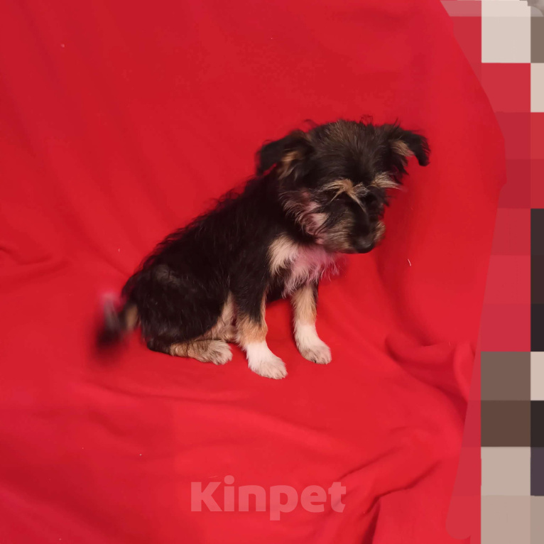 Собаки в Санкт-Петербурге: Щенок в добрые руки  Девочка, Бесплатно - фото 1