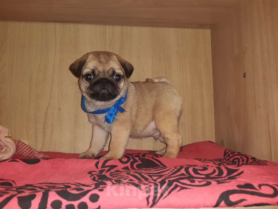 Собаки в Новосибирске: Замир Сибирский Эликсир Мальчик, 45 000 руб. - фото 1