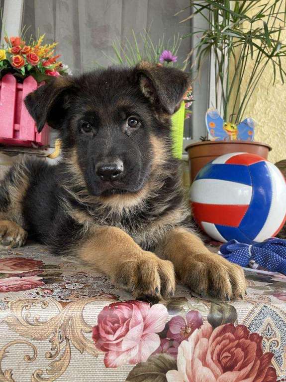 Собаки в Ейске: щенки Немецкой овчарки Мальчик, Бесплатно - фото 1