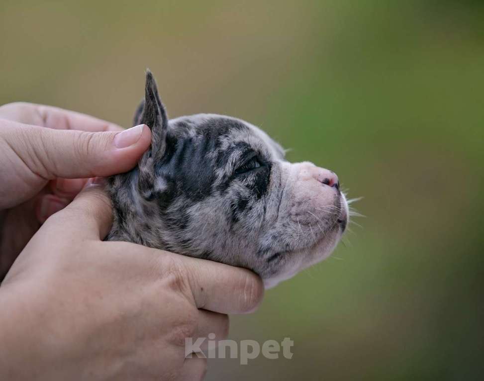 Собаки в Москве: Американский булли Девочка, 250 000 руб. - фото 4
