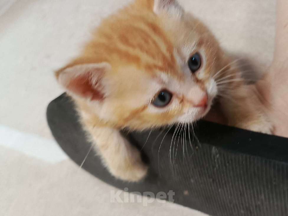 Кошки в Новосибирске: Кошечки и котики Мальчик, Бесплатно - фото 9