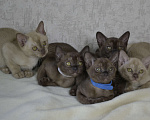 Кошки в Ковровом: Котята европейской бурмы Разнополые, Бесплатно - фото 8