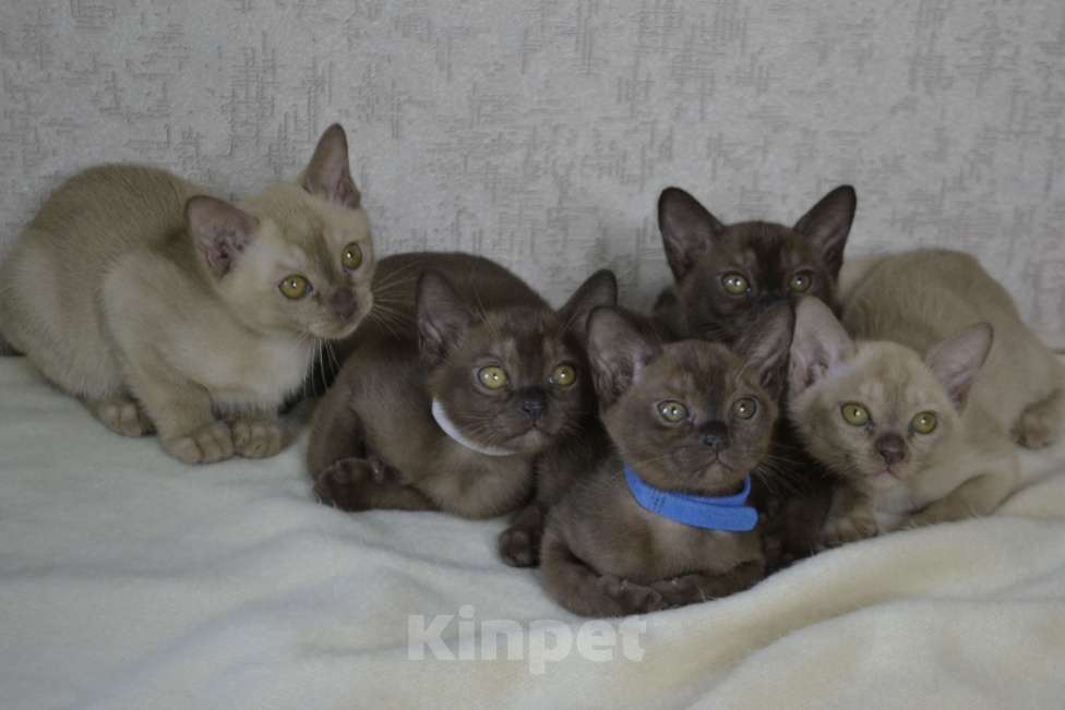 Кошки в Ковровом: Котята европейской бурмы Разнополые, Бесплатно - фото 8